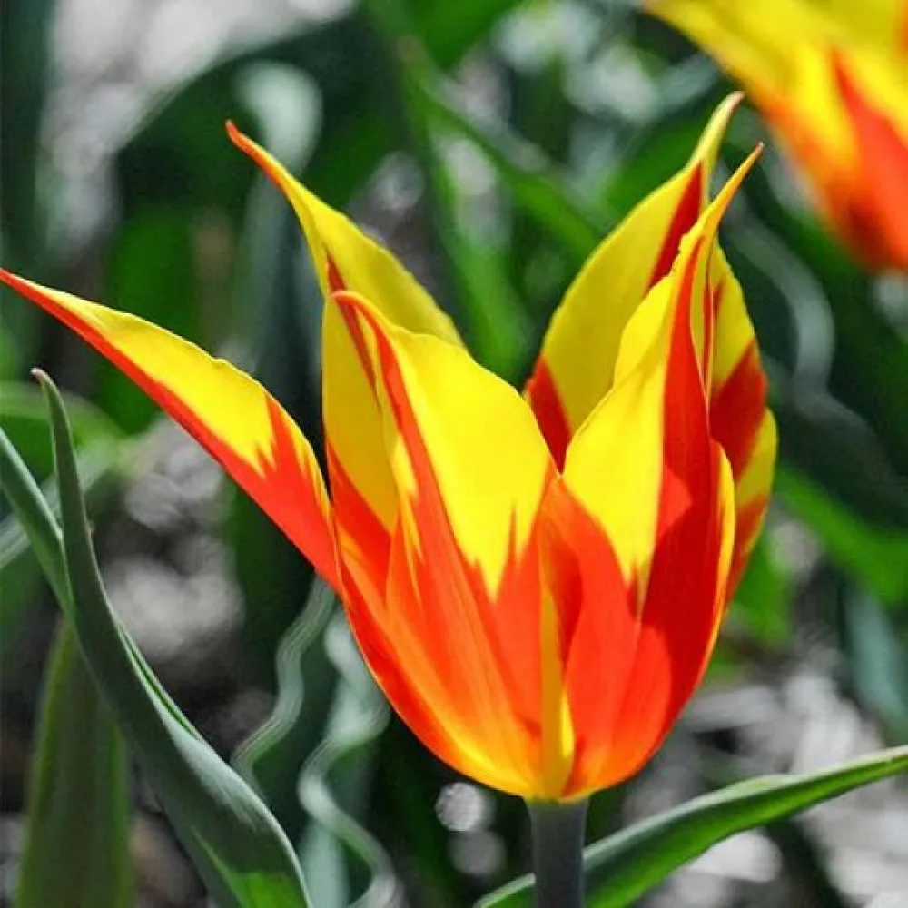 Tulpan 'Fire Wings'