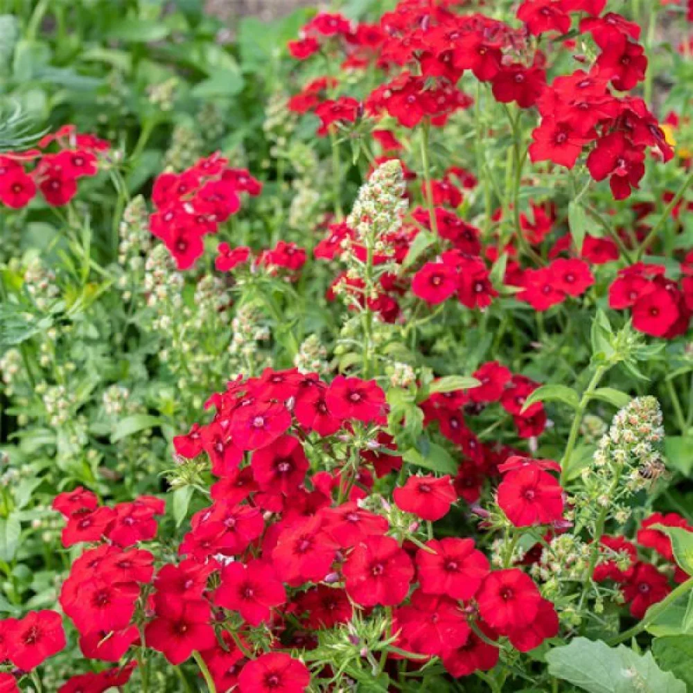 Sommarflox 'Coccinea'