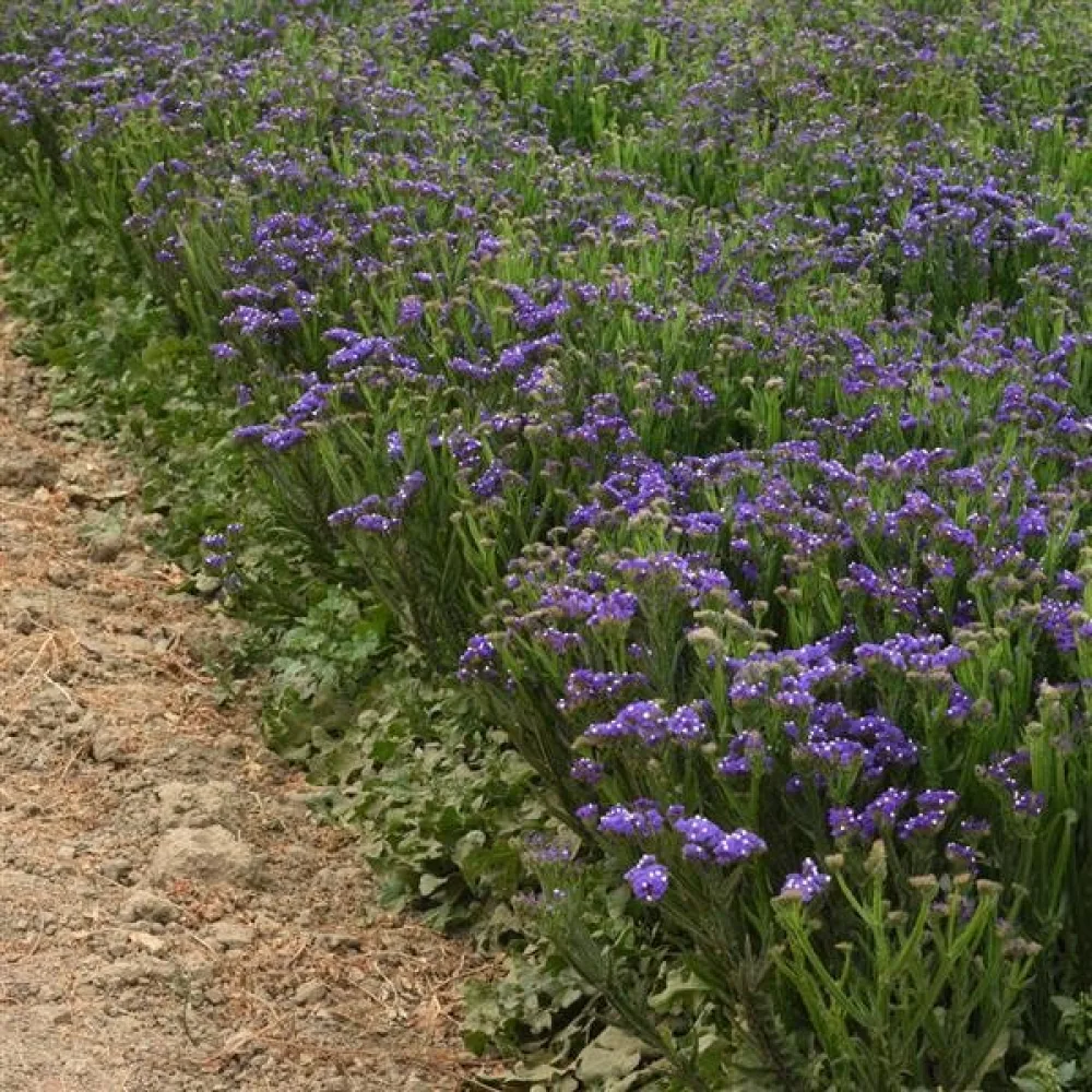 Praktrisp Limonium sinuatum – djupblå