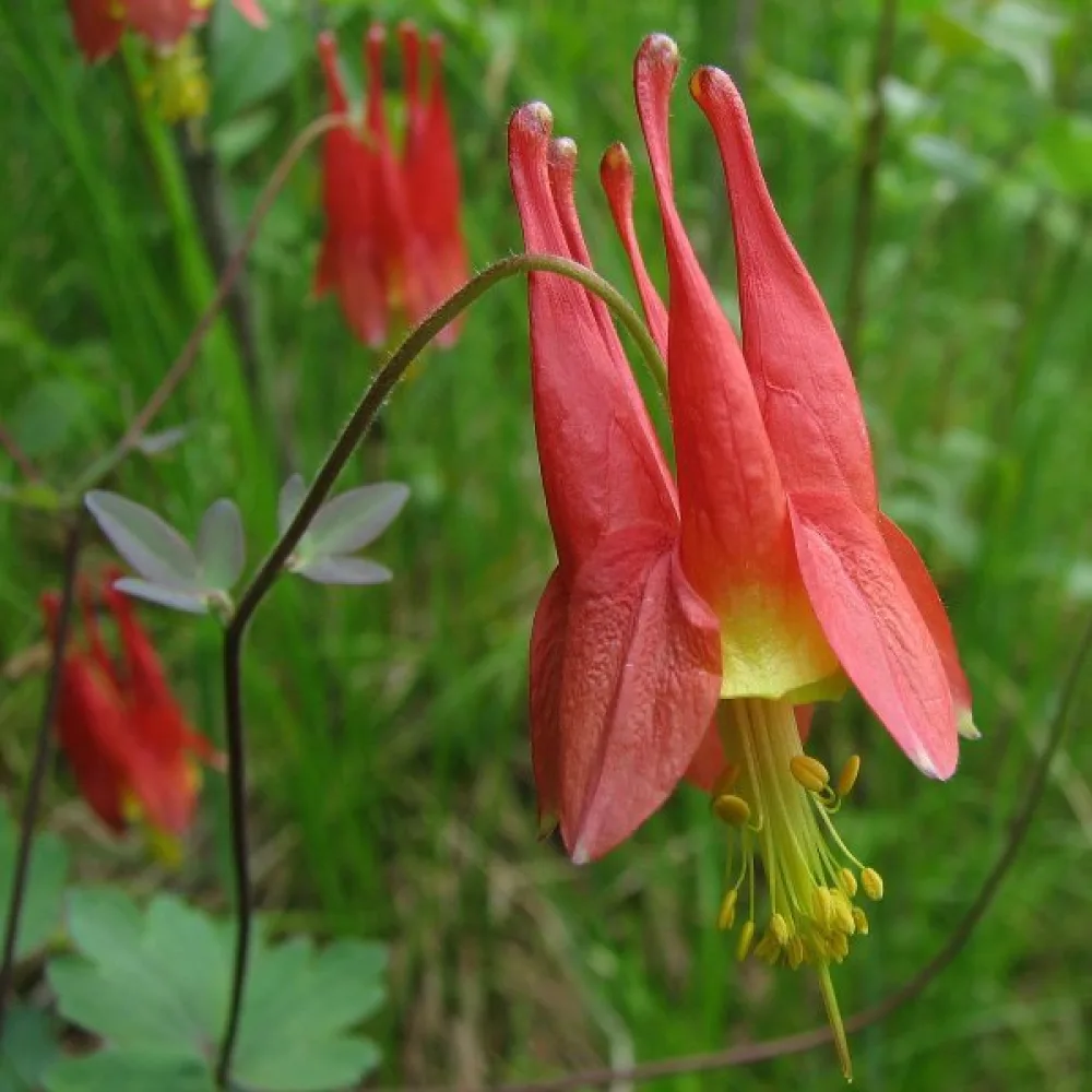 Akleja Aquilegia canadensis – rödgul