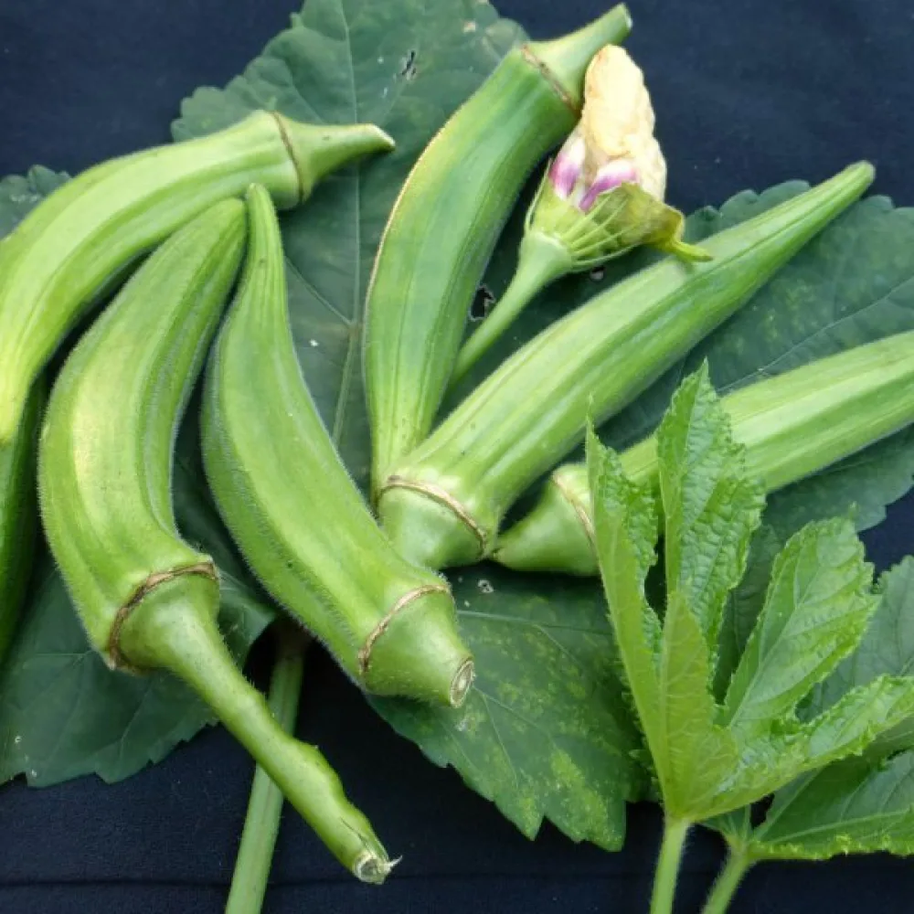 Okra 'Clemson Spineless'