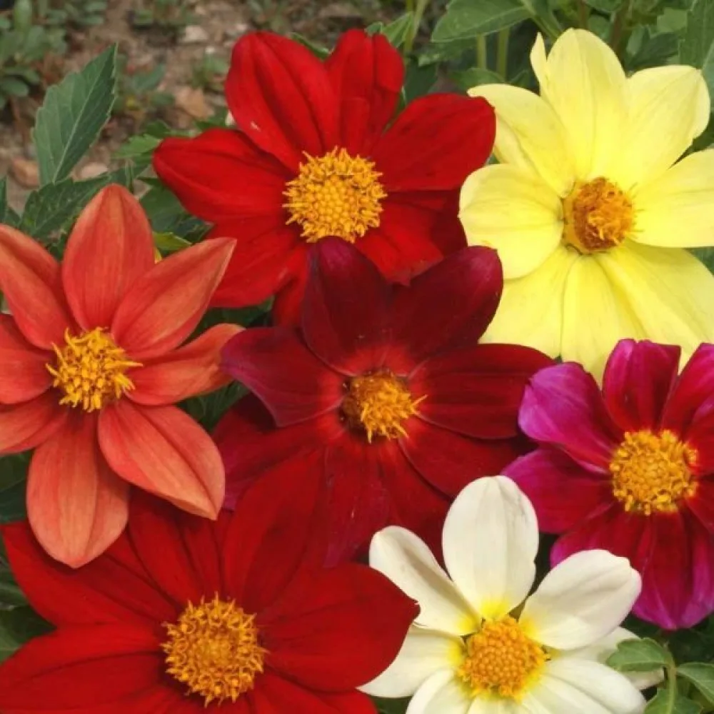 Lågväxande dahlia 'Piccolo Mignon' – blandning