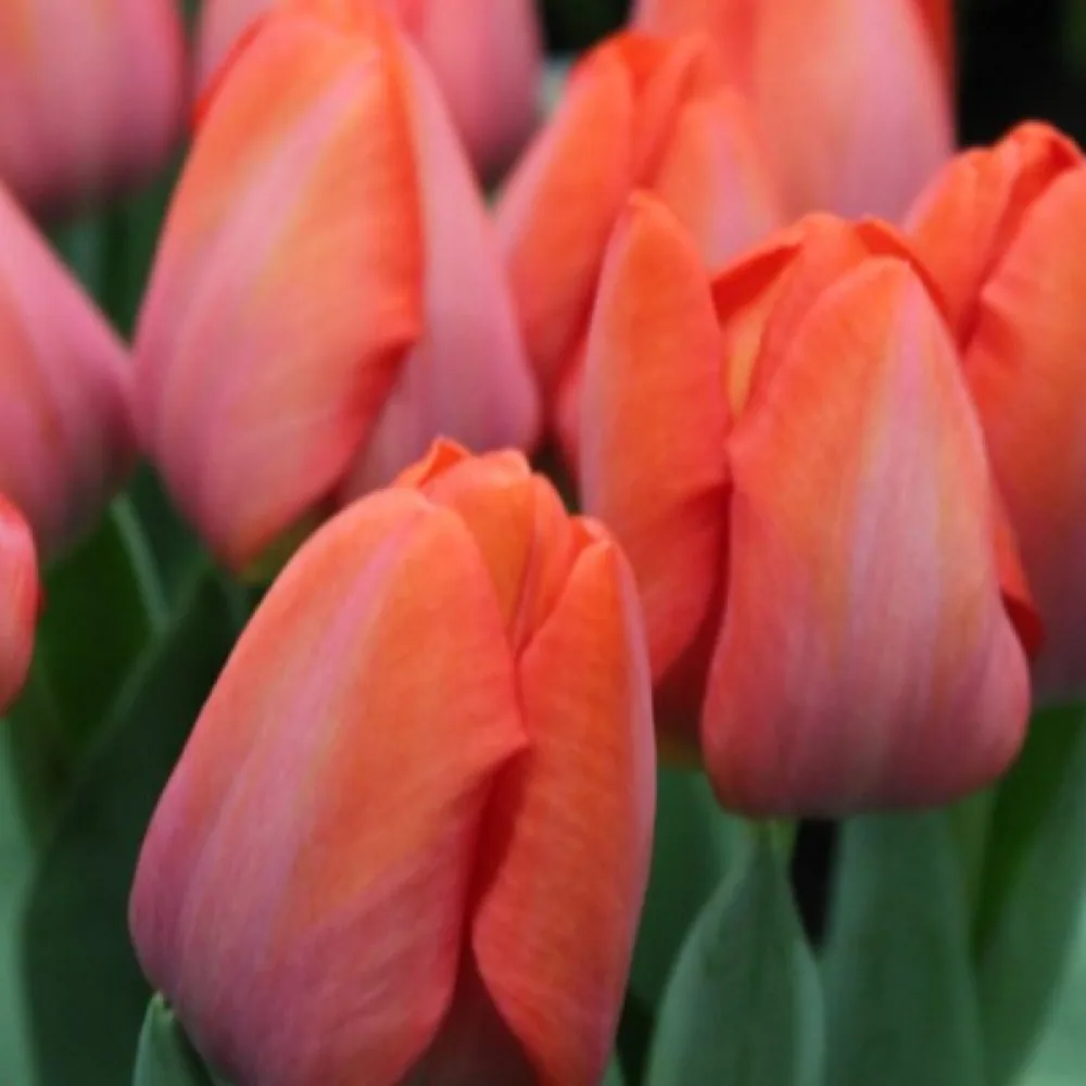 Tulpan 'Orange Van Eijk'