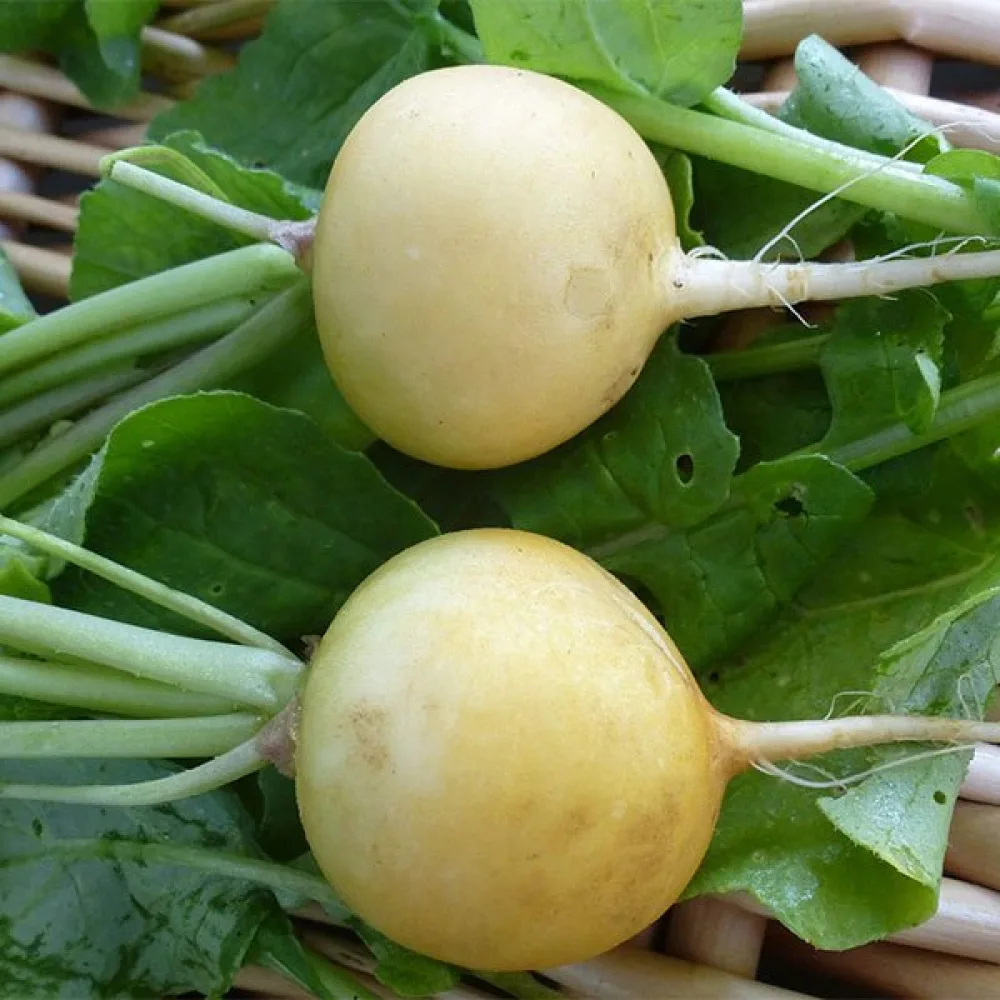 Rova 'Petrowski'