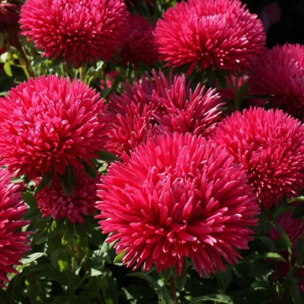 Sommaraster 'Apollonia' – röd