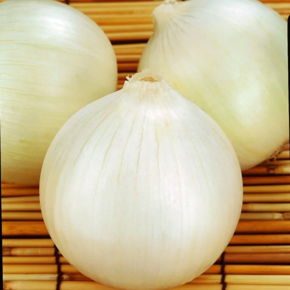 Matlök 'Tonda Musona'