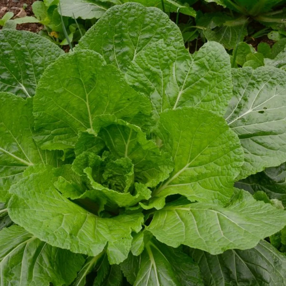 Sareptasenap 'Florida Broadleaved' för mikrogrönt