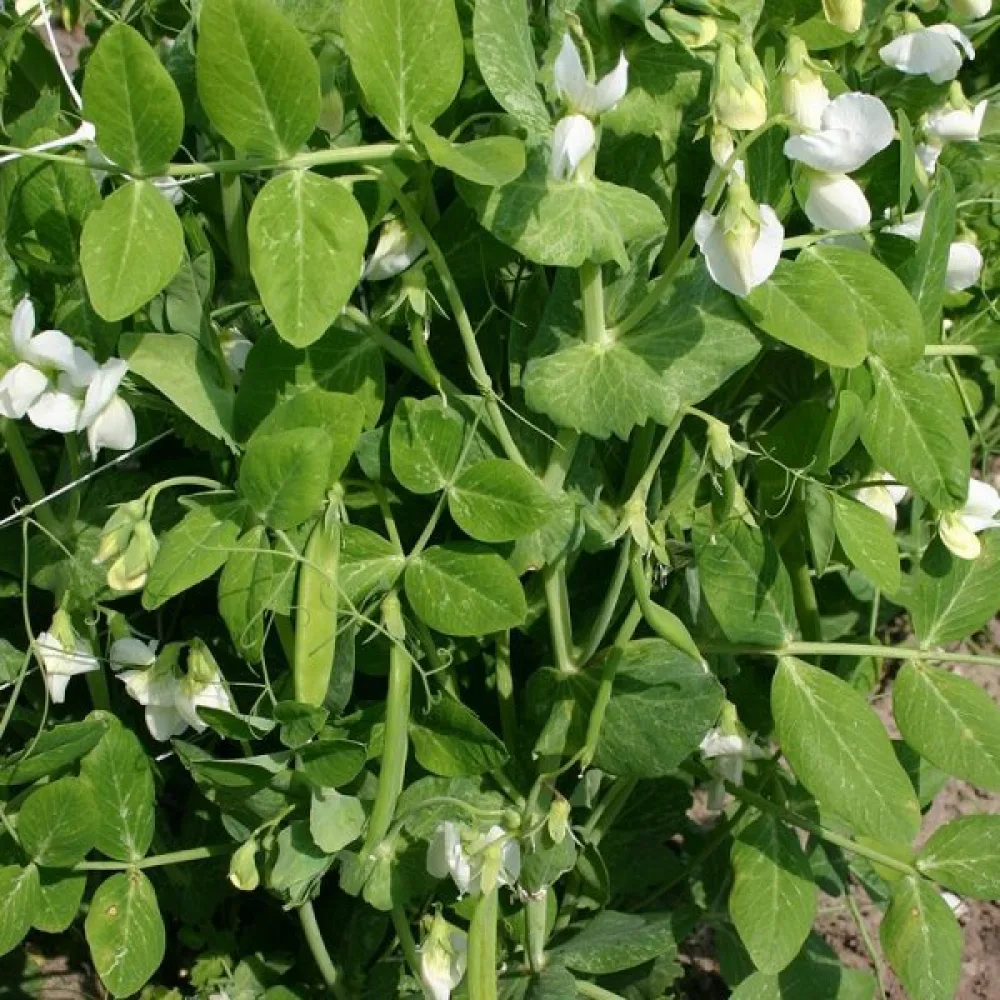 Sockerärt 'Norli'