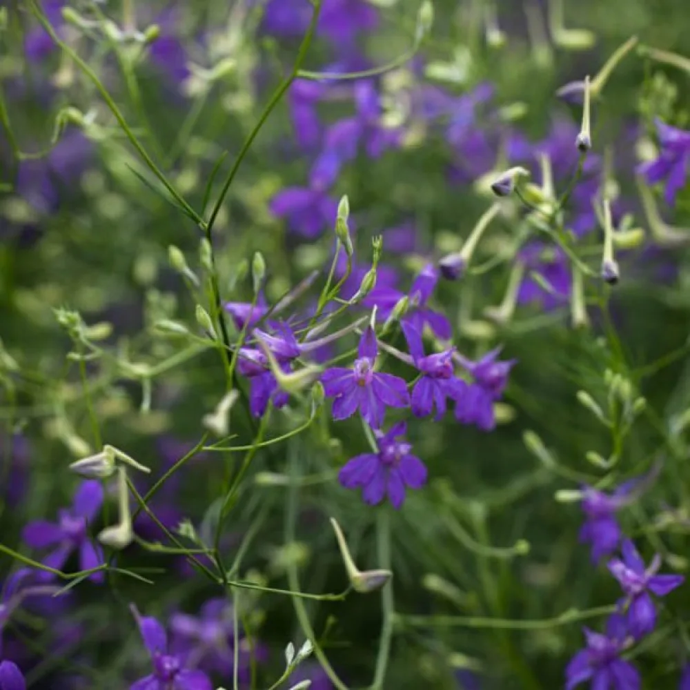 Riddarsporre 'Blue Cloud'