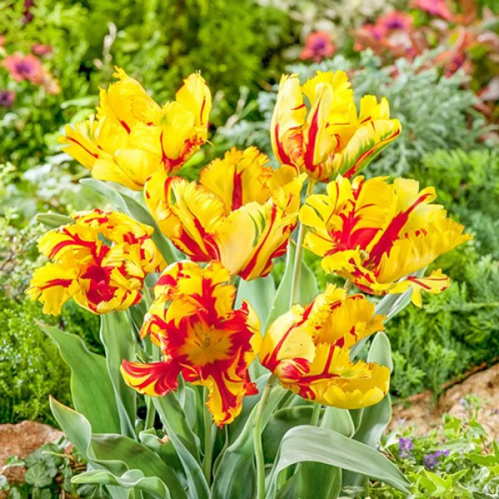 Tulpan 'Texas Flame'