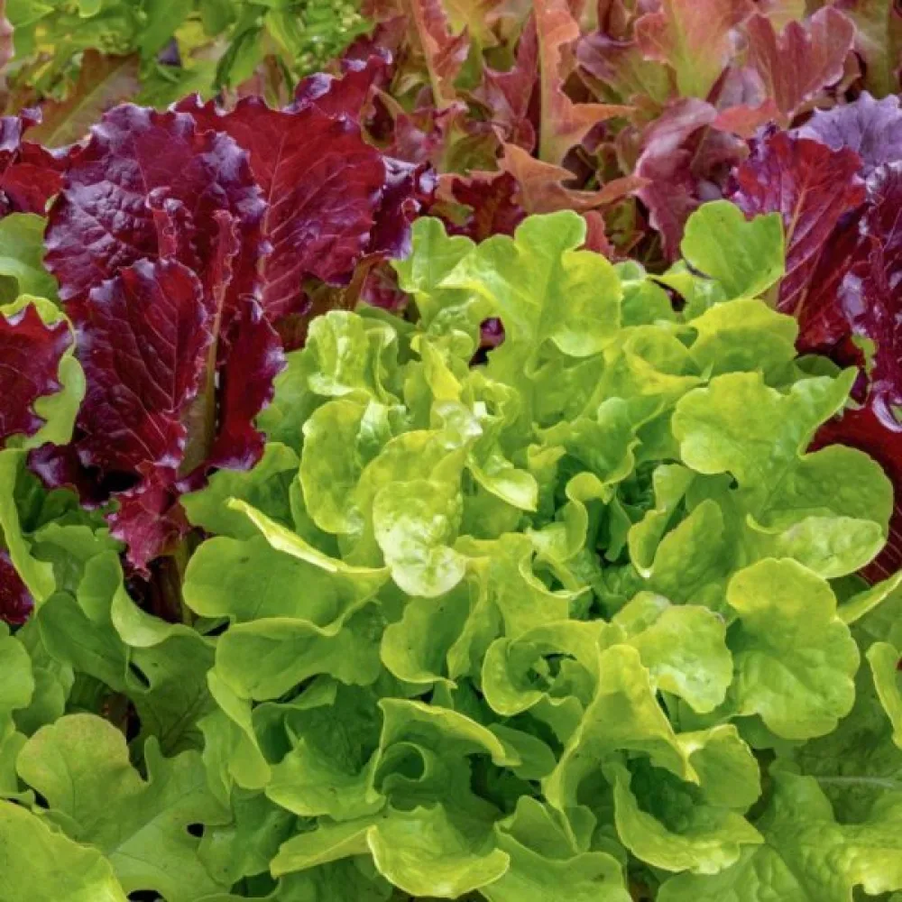 Plocksallad 'Salad Bowl' – mix