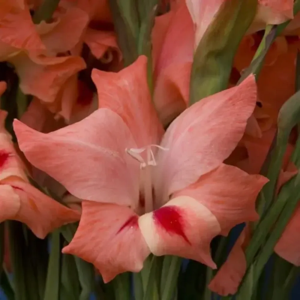 Gladiolus 'Nathalie'