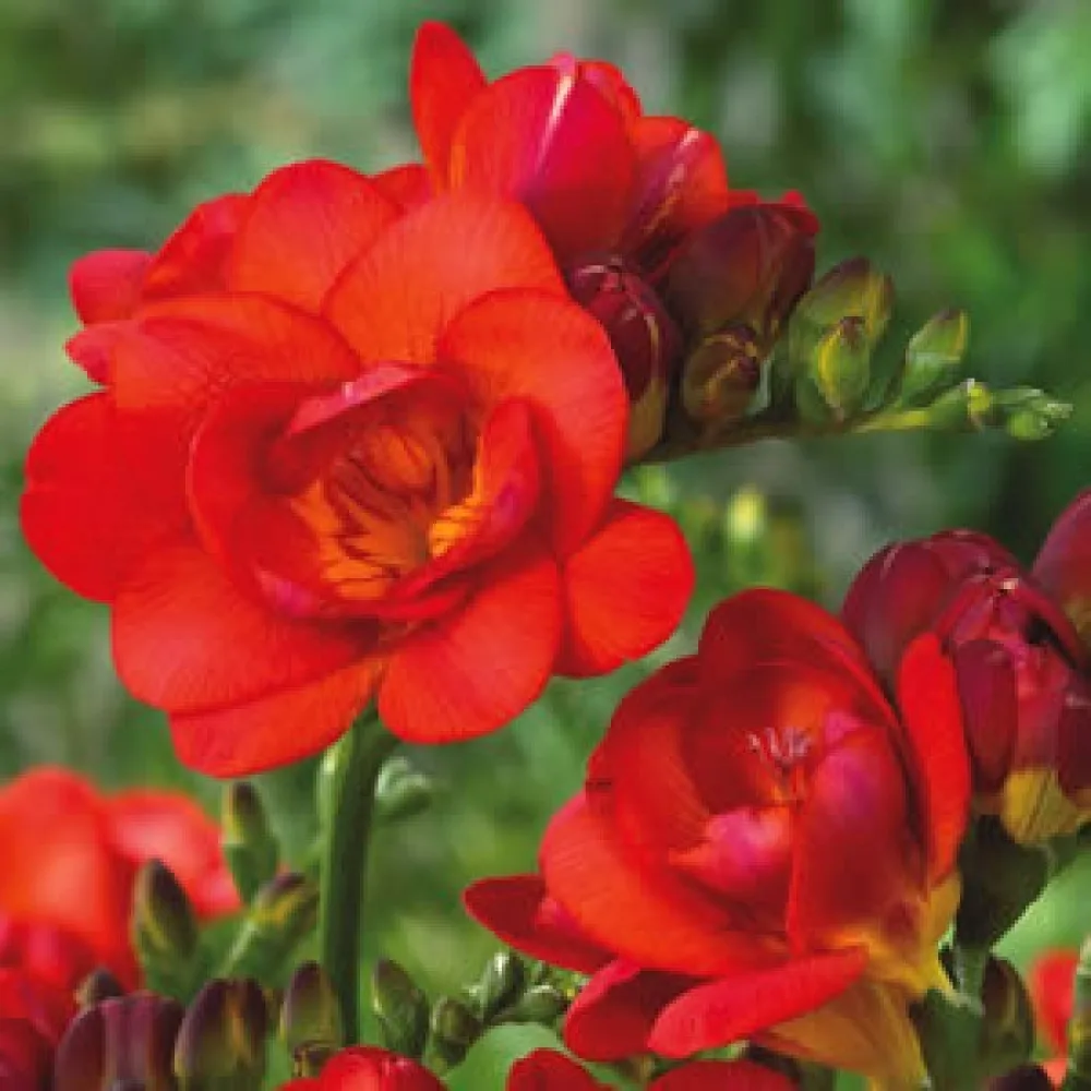 Fresia 'Double red'