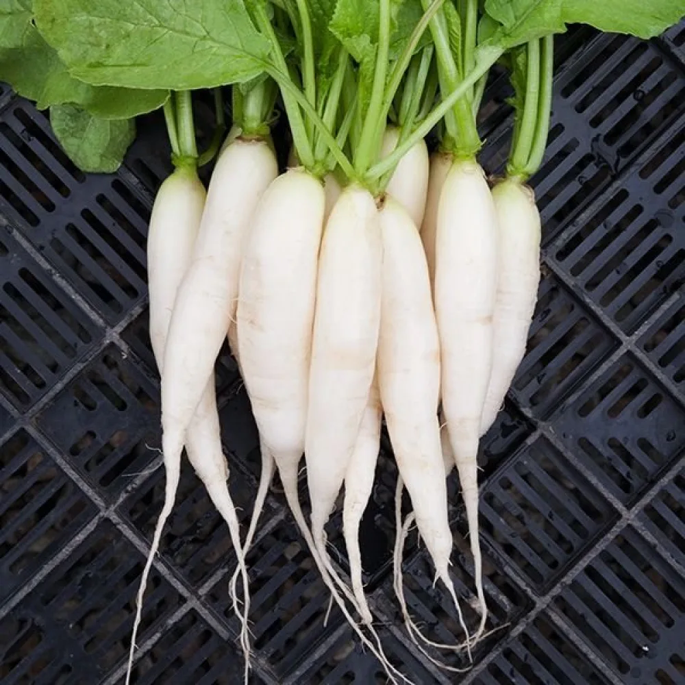 Lång rädisa 'White Icicle'