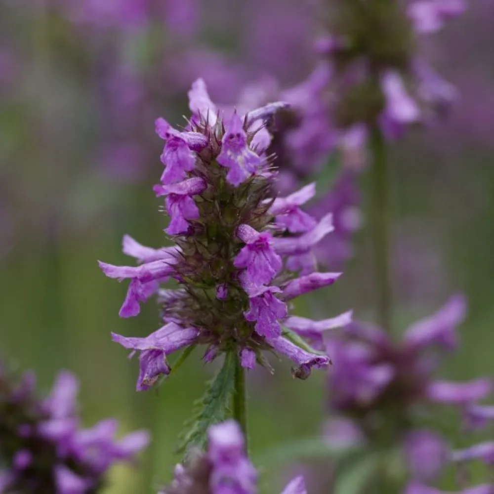 Humlesuga Betonica officinalis