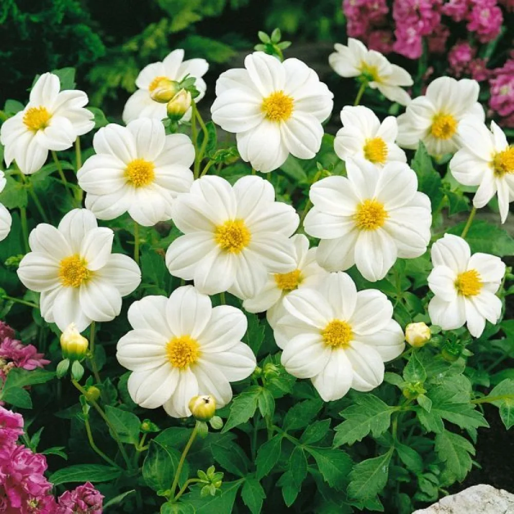 Lågväxande dahlia 'Mignon White Shades'
