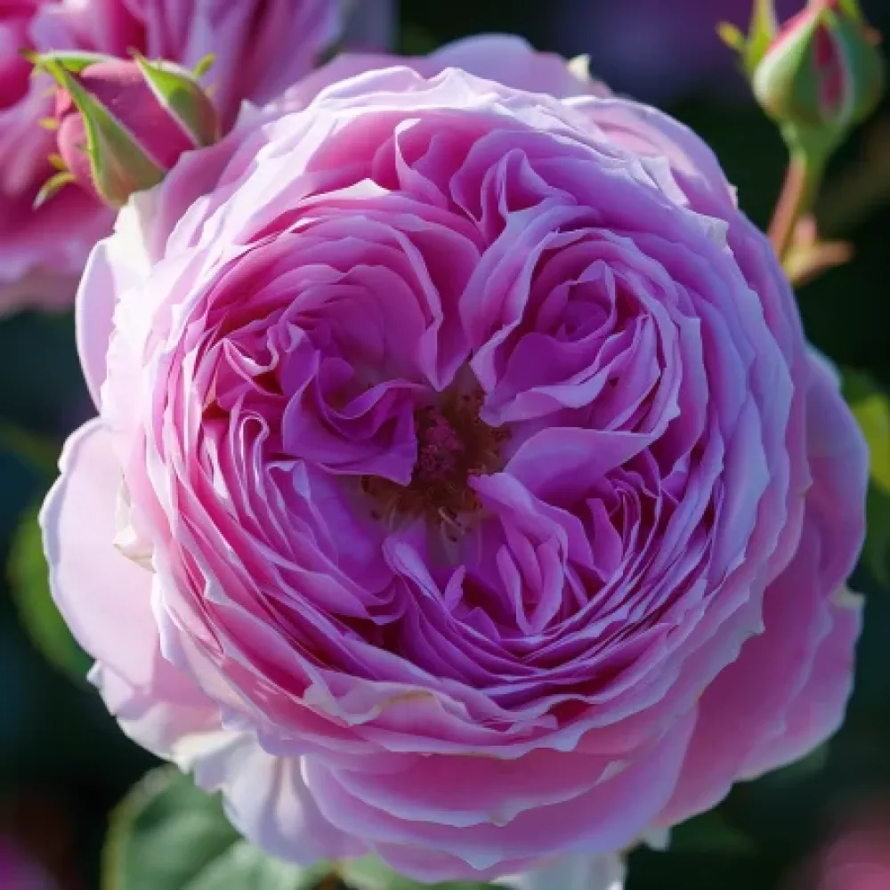 Ros 'Pink Magic' – barrotad