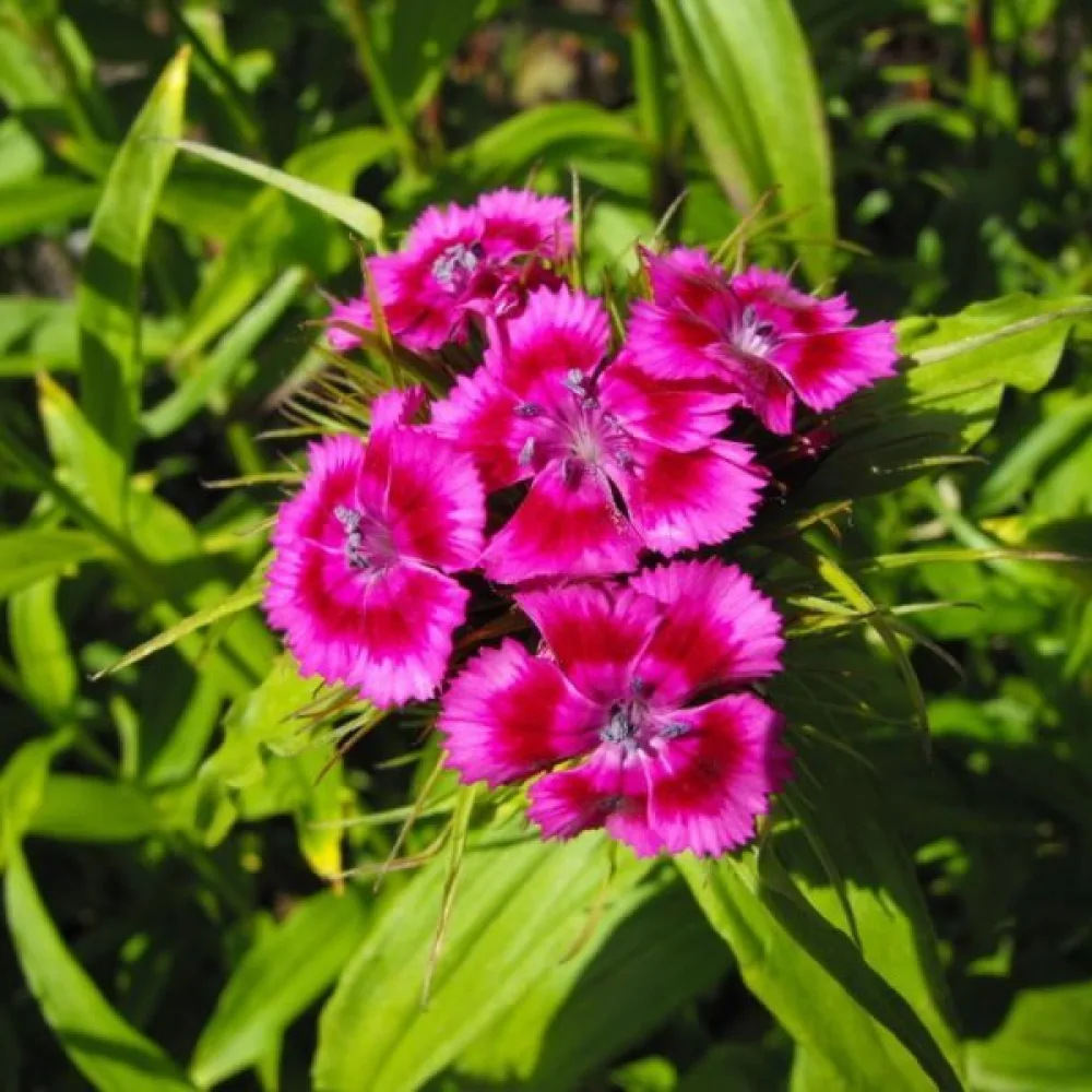 Borstnejlika 'Oeschberg' – violett