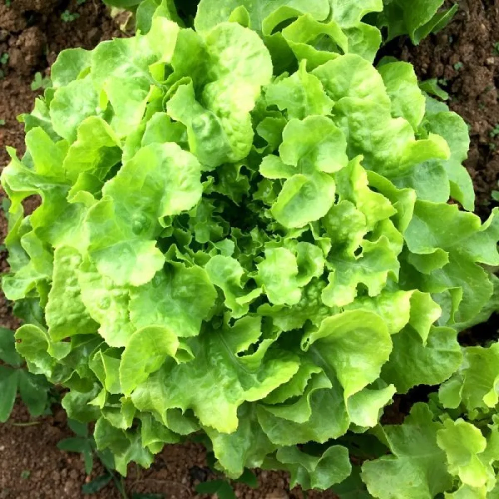 Babyleaf-sallad 'Bionda a Foglia di Quercia'