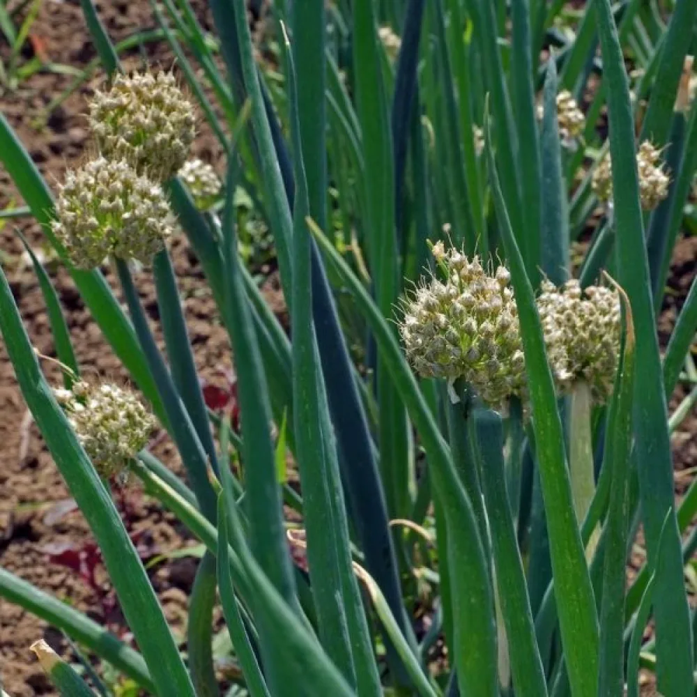 Piplök Allium fistulosum