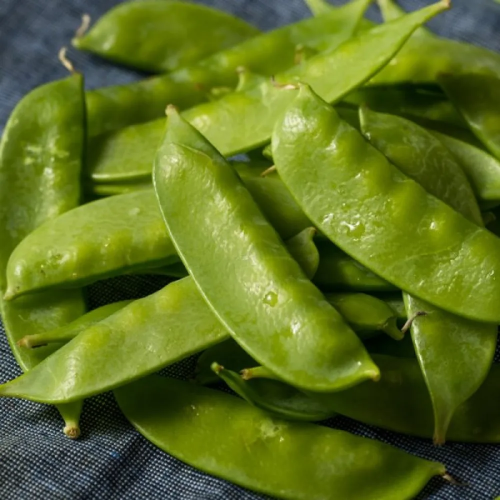Sockerärt 'Bajka'