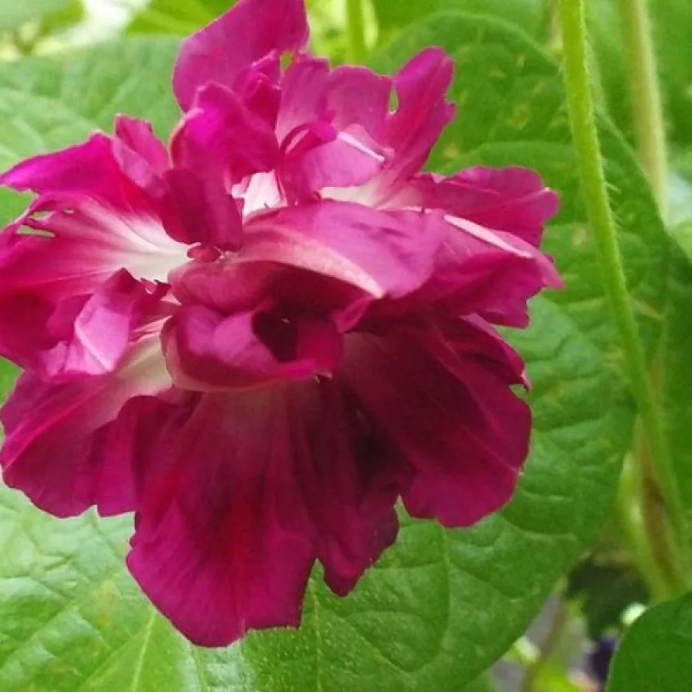 Purpurvinda 'Sunrise Serenade'