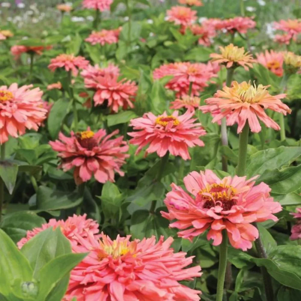 Zinnia 'Senorita'