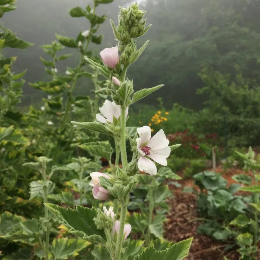 Läkemalva Althaea officinalis