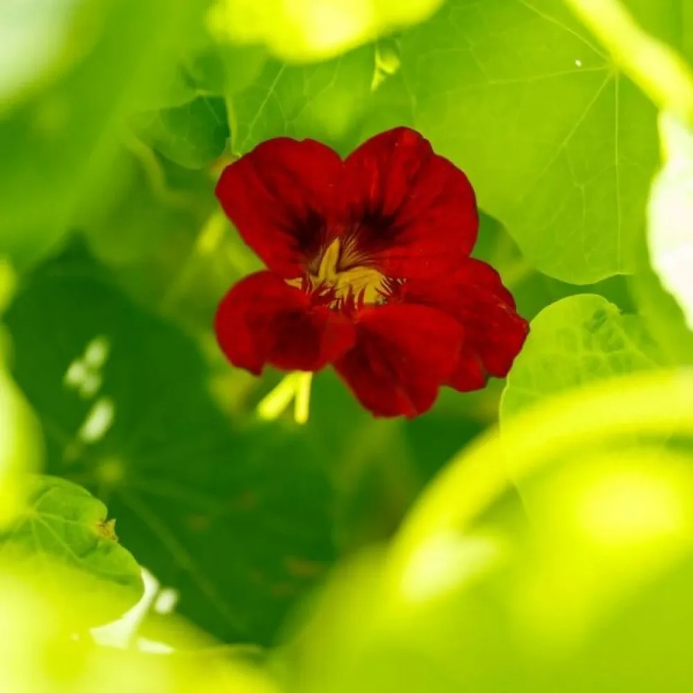 Krasse 'Mahogany Gleam'
