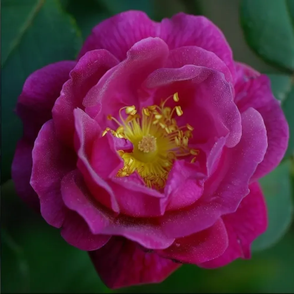 Ros 'Bright Tenderness' – barrotad