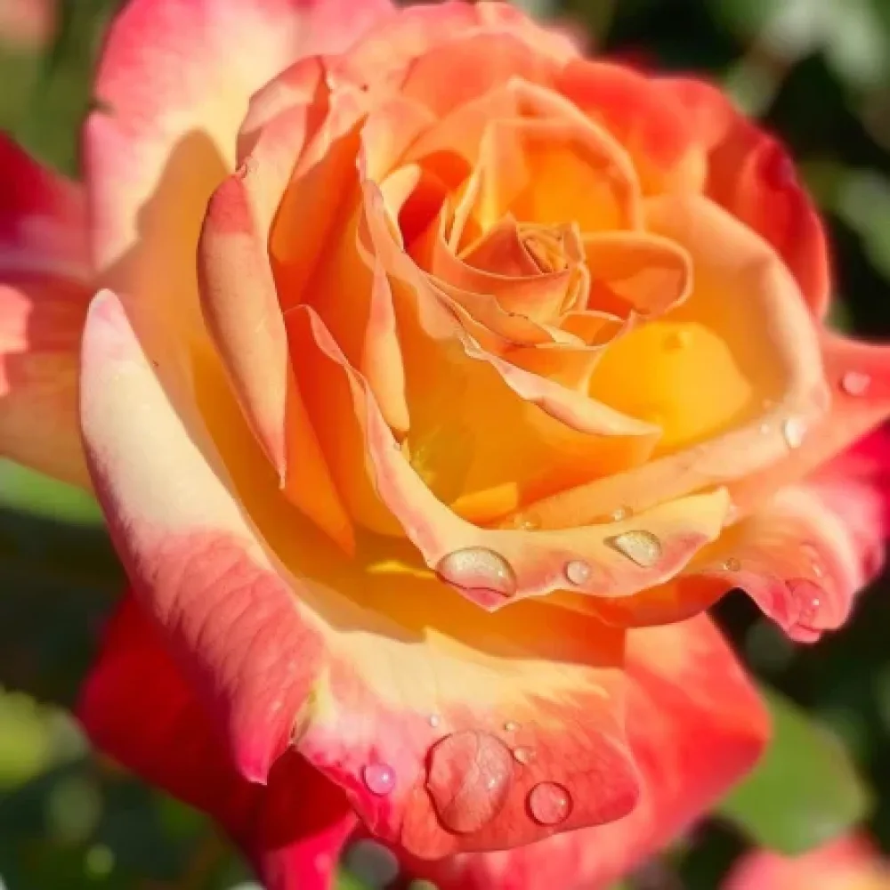Ros 'Emerald Thrive' – barrotad