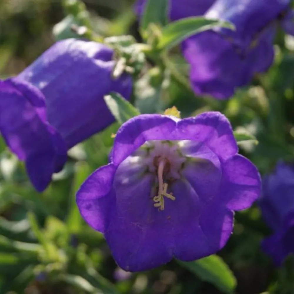 Mariaklocka Campanula medium, mörkblå