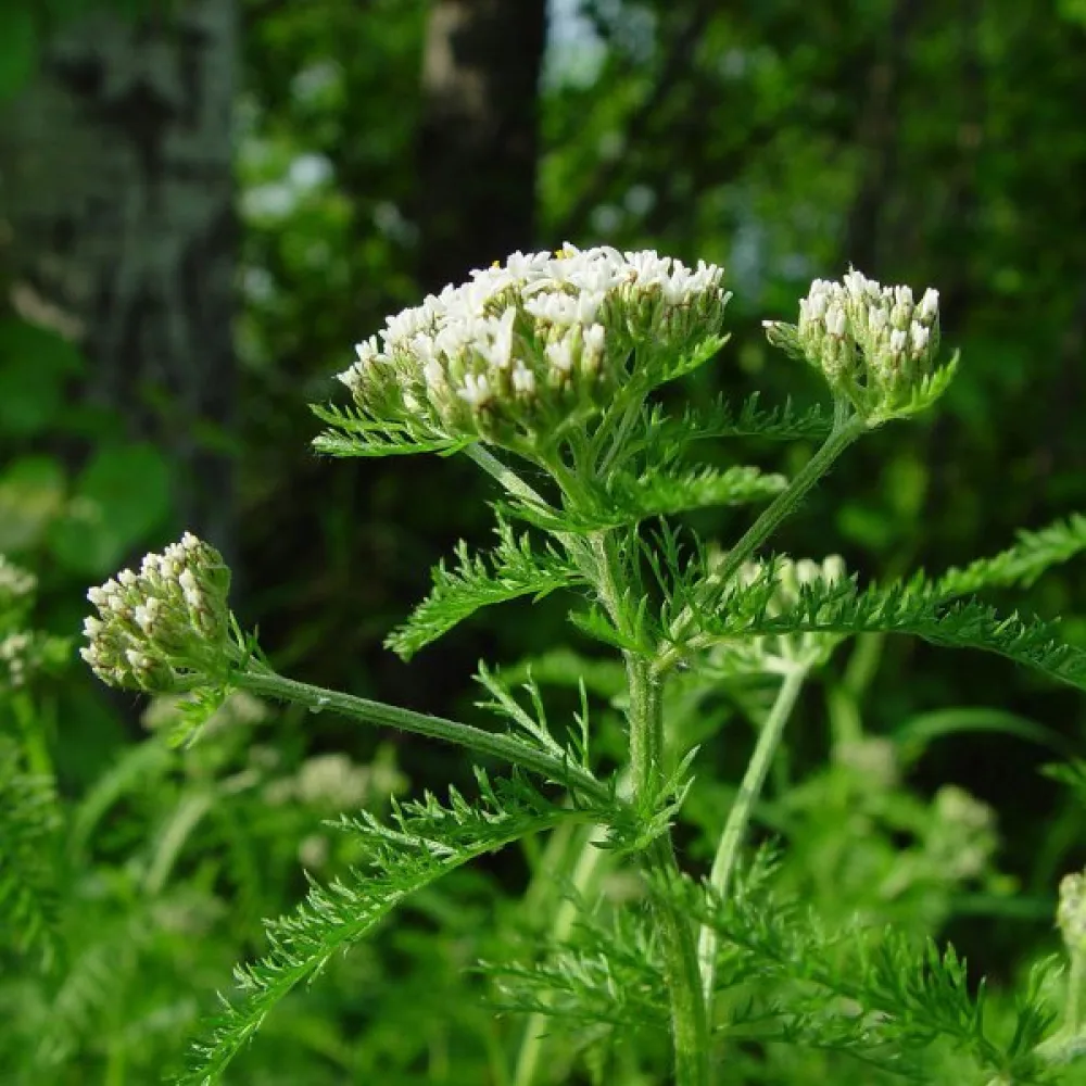Röllika Achillea millefolium