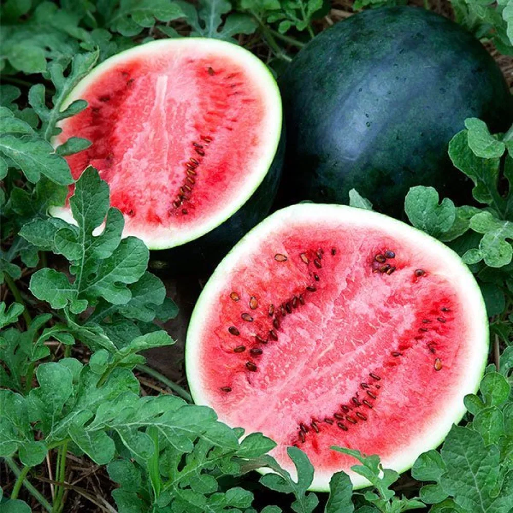Vattenmelon 'Sugar Baby' 3–4 kg