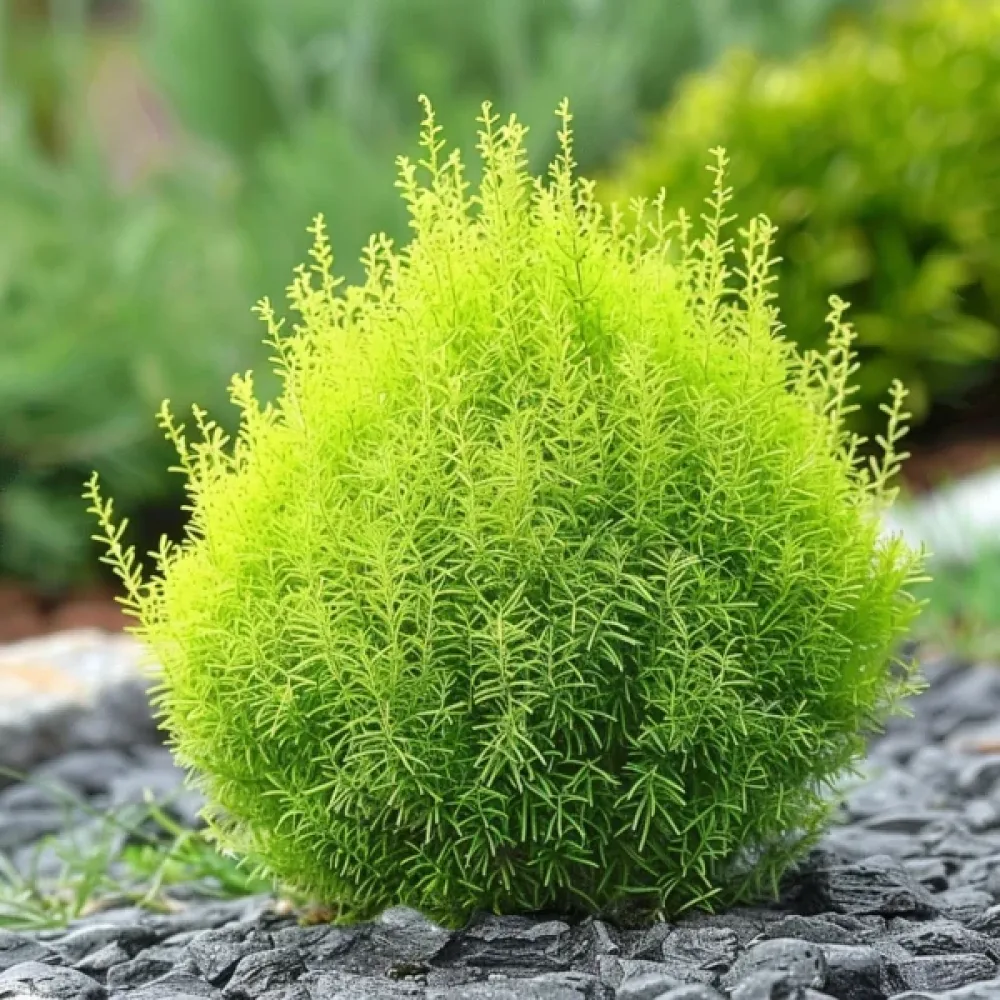 Sommarcypress 'Childsii' – förblir grön