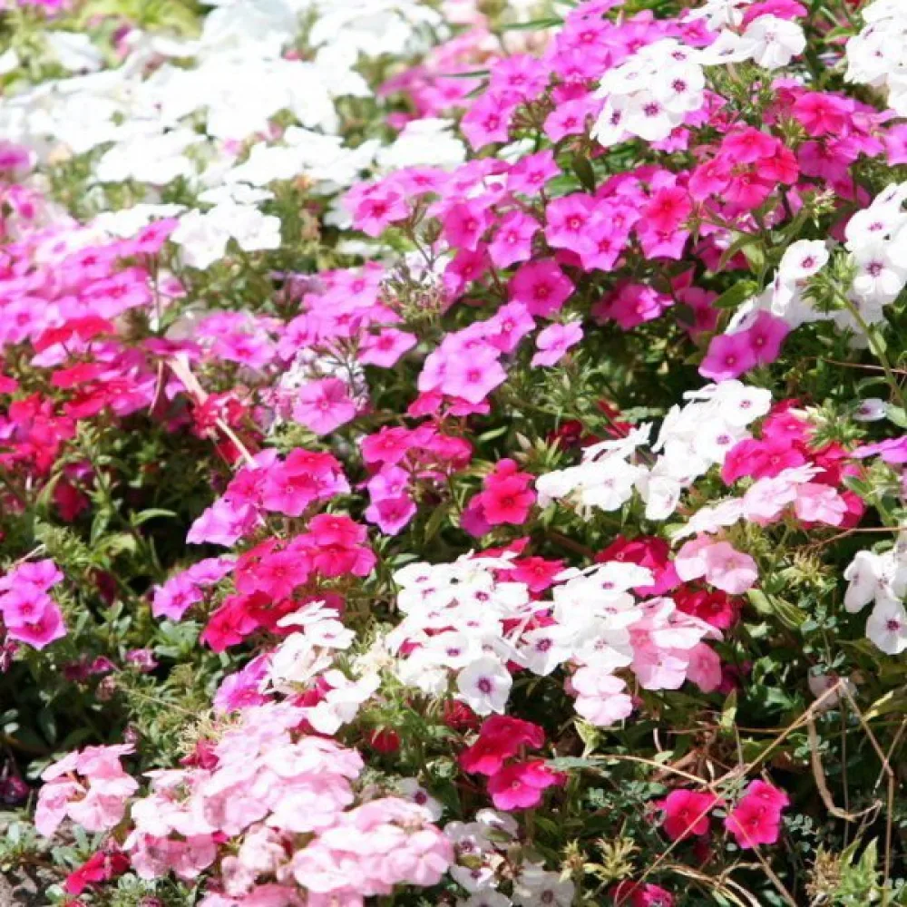 Sommarflox 'Cecily', pastellblandning