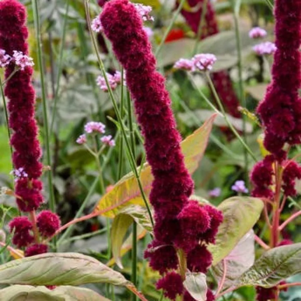 Amarant 'Tower Red'