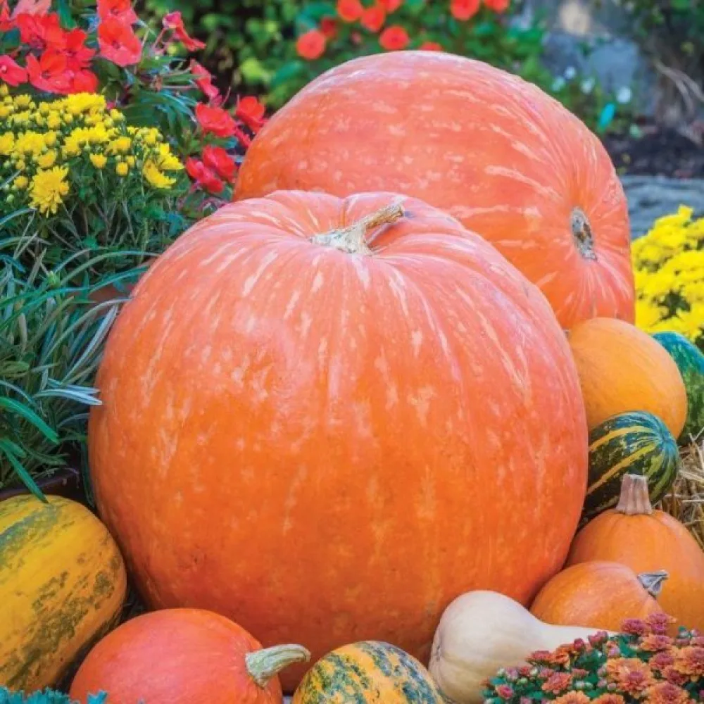 Pumpa 'Big Max'