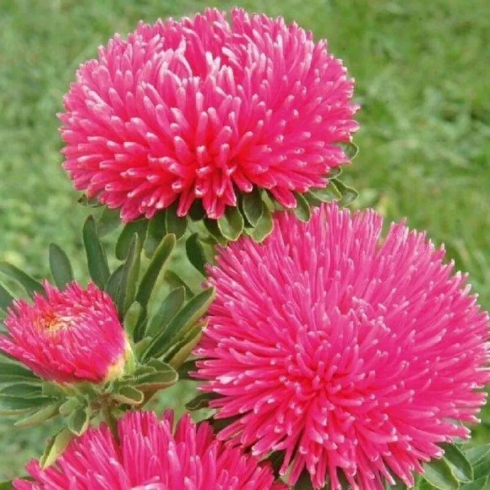 Sommaraster 'Colour Carpet' laxrosa