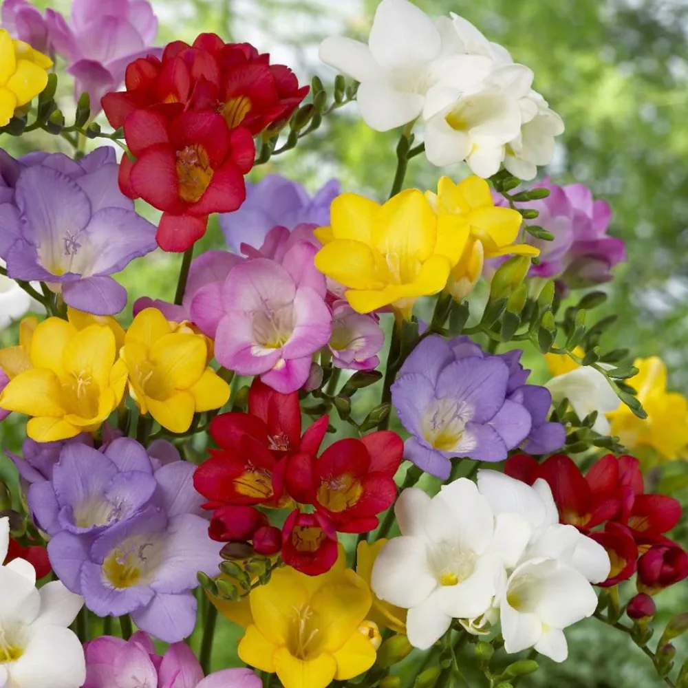 Freesia 'Single Mixed'