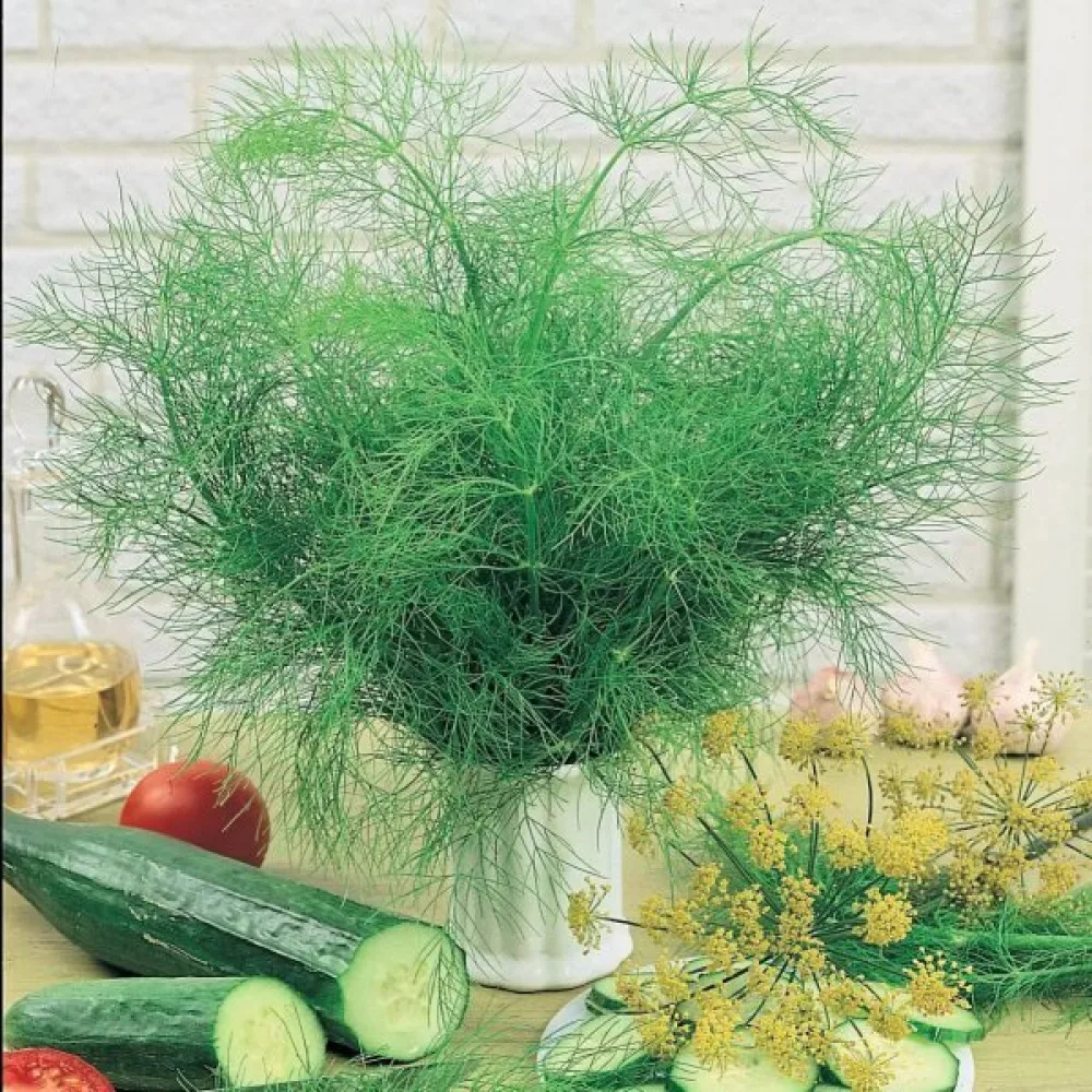 Dill 'Bouquet'