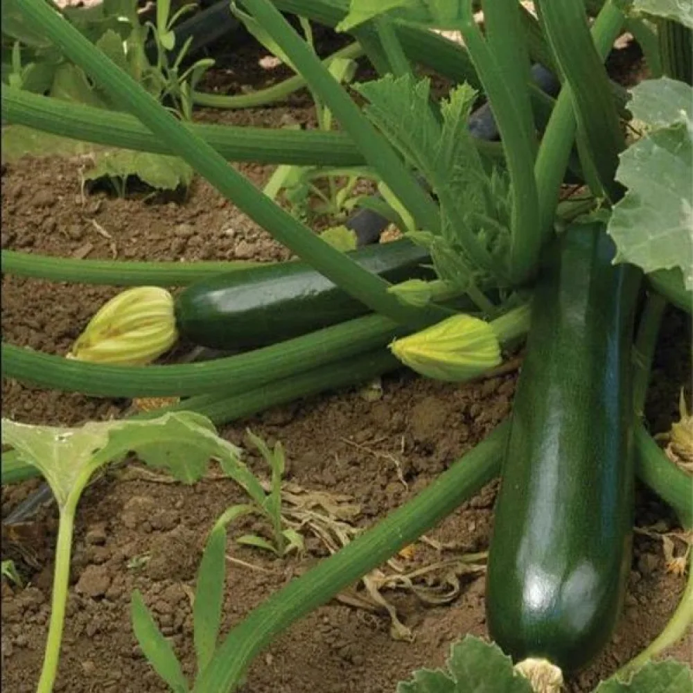 Zucchini 'Black Beauty'