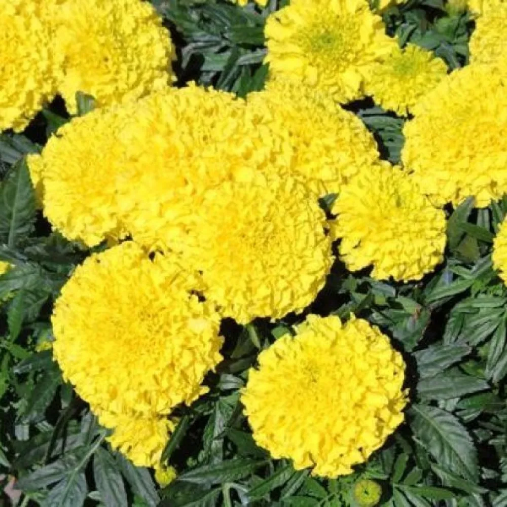 Fransk tagetes 'Gypsy Sunshine'