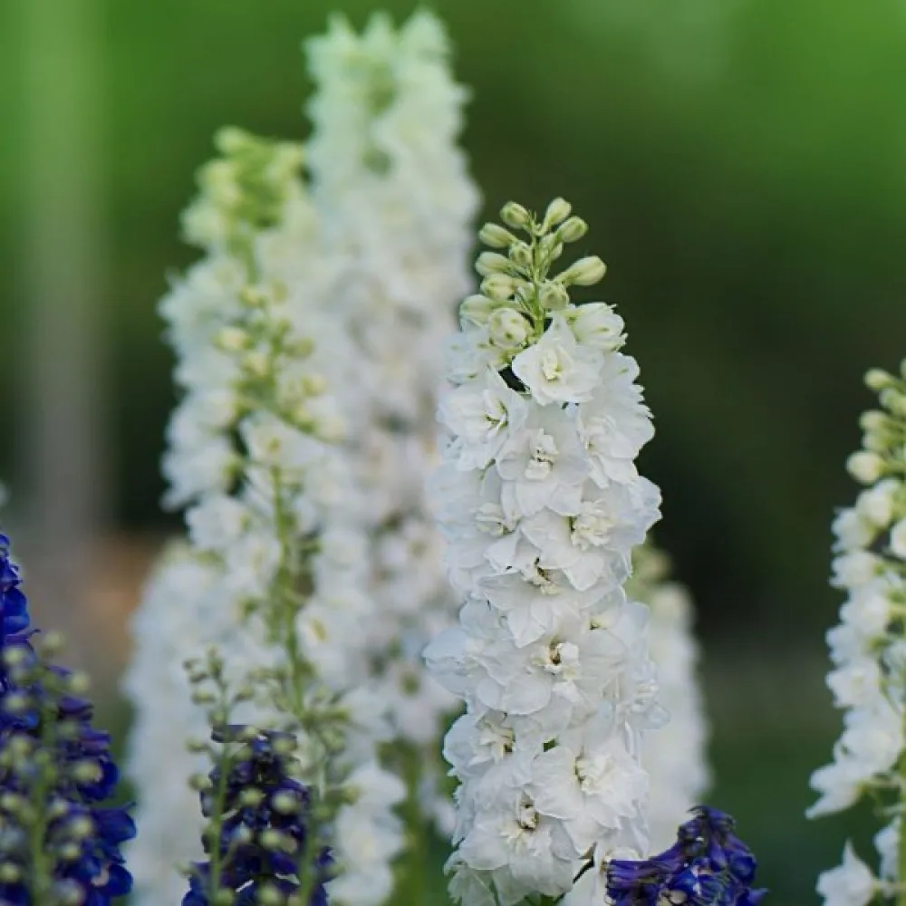 Sommarriddarsporre 'White King' – vit