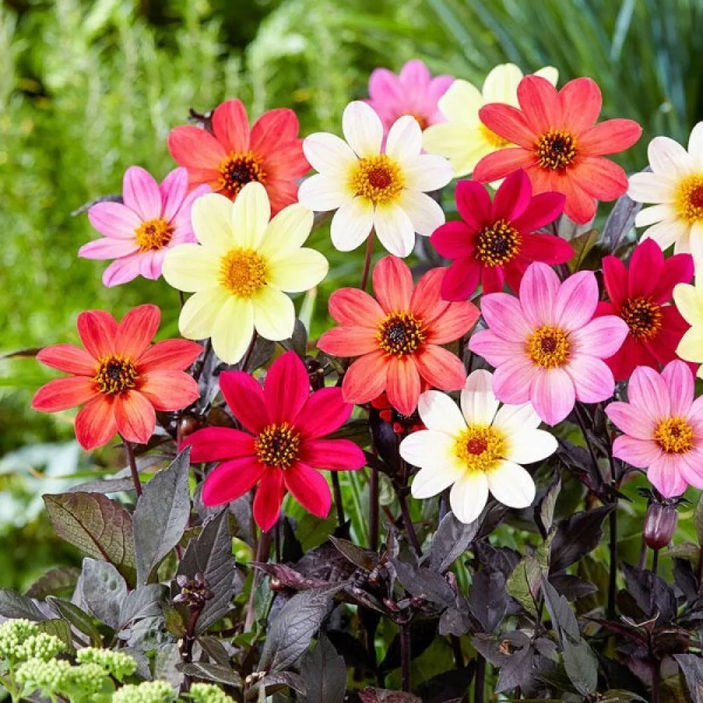 Lågväxande dahlia 'Bloody Mary' – blandning