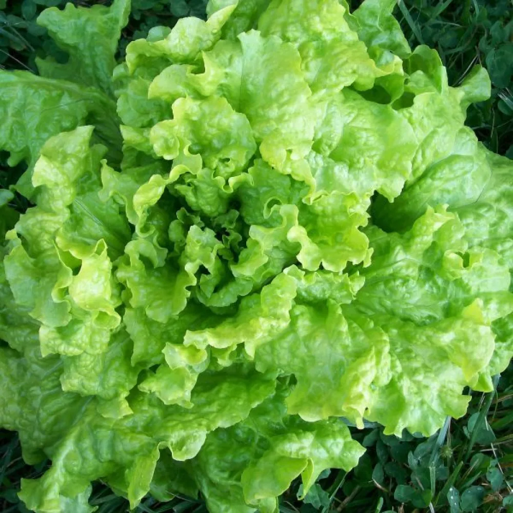 Plocksallad 'Black Seeded Simpson'