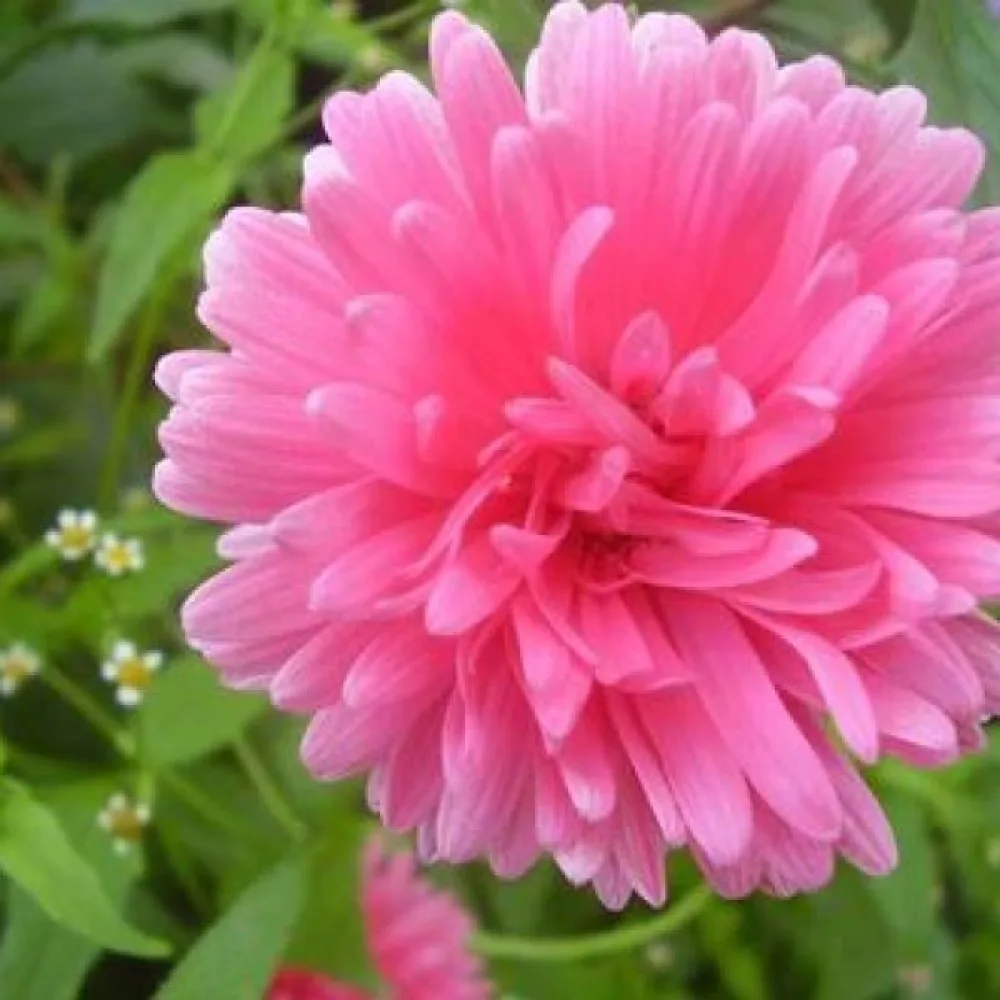 Sommaraster 'Milady' rosa