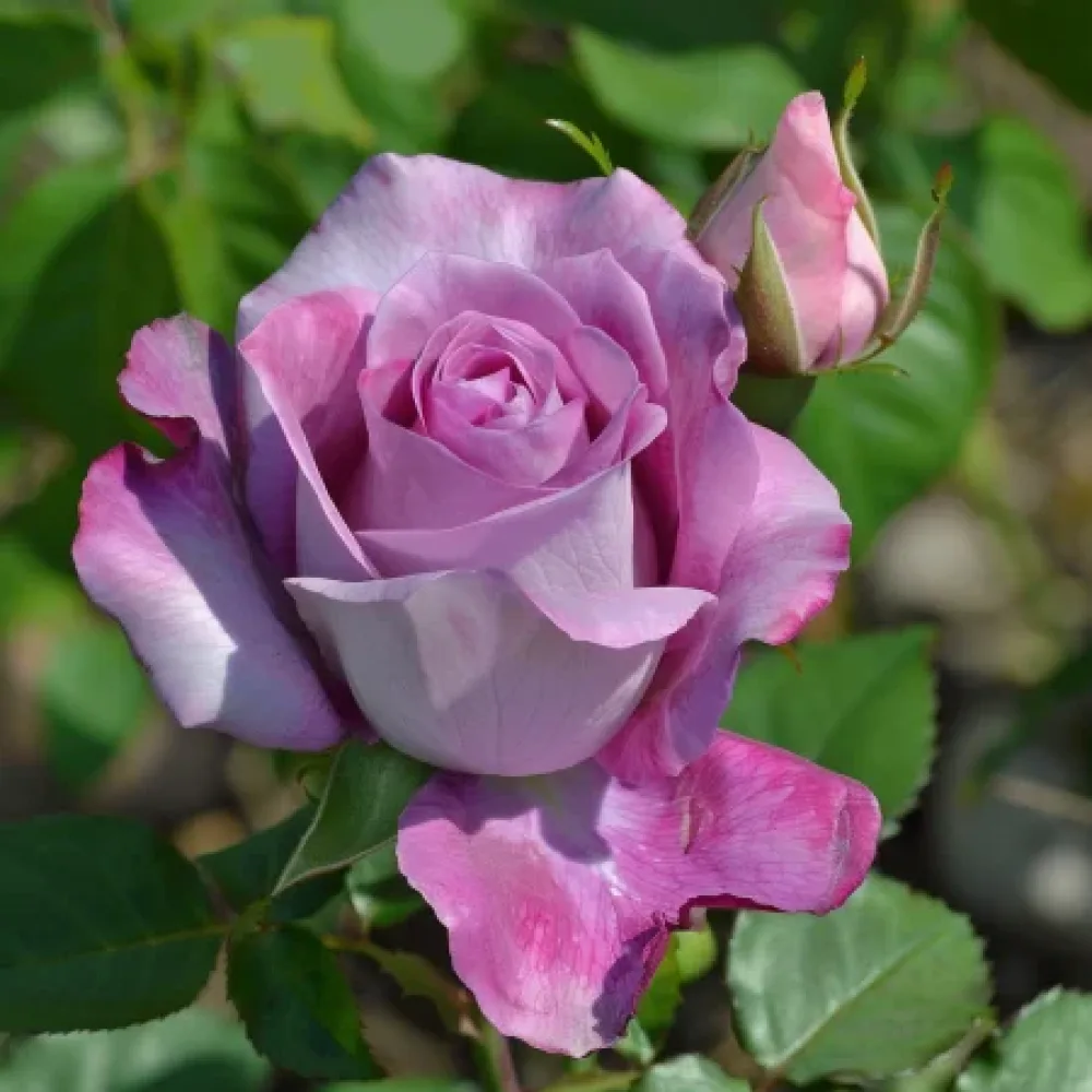 Ros 'Tropical Harmony' – barrotad