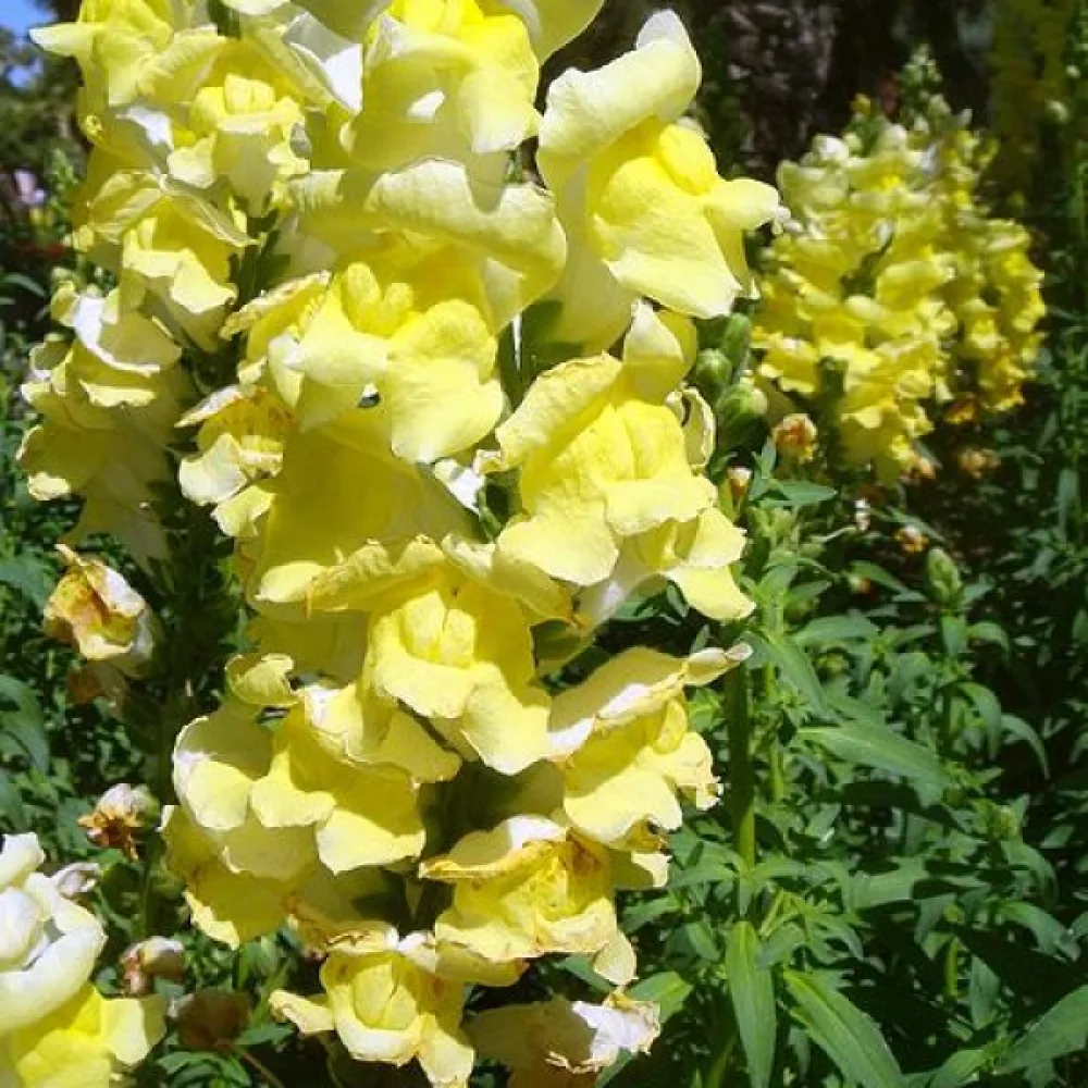 Lejongap 'Eldorado'