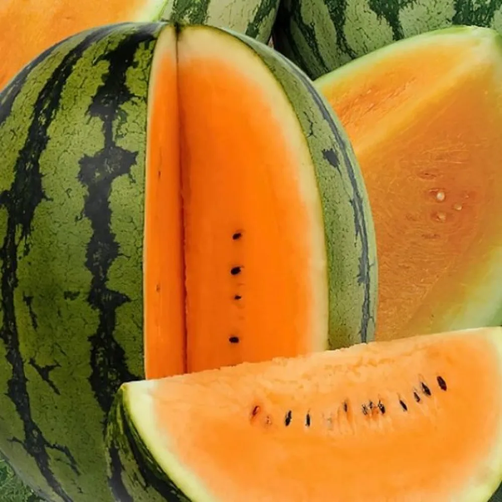 Vattenmelon 'Orangeglo'